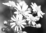 手机轰在线轰炸免费